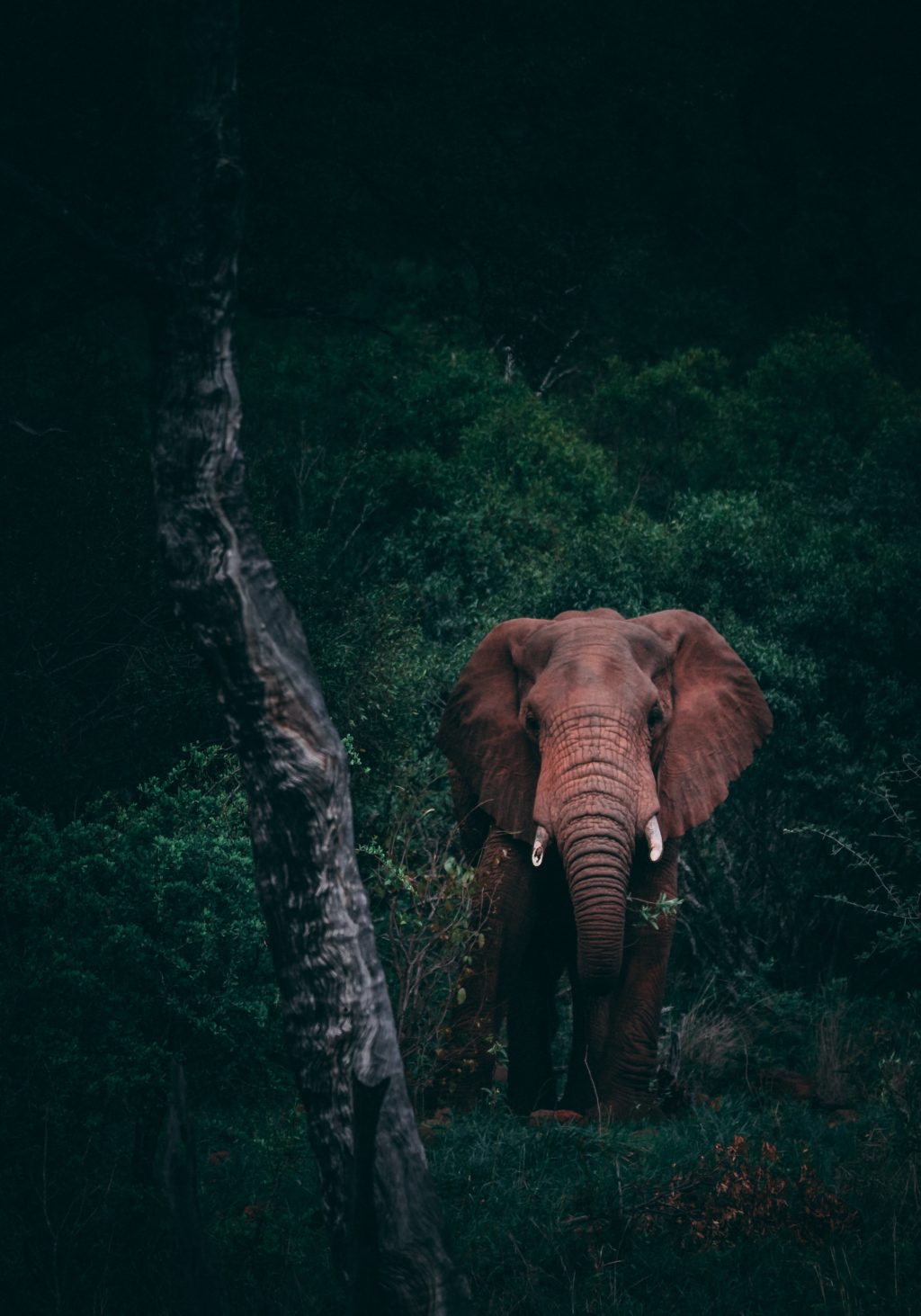 Mozambican Safari Camp - Milibangalala, Maputo Elephant Reserve
